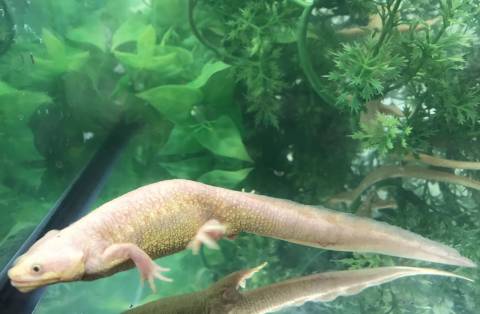Leucistic Spanish Ribbed Newts