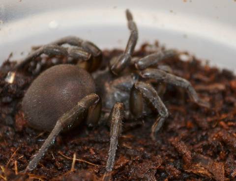 African Grey Trap Door Spiders