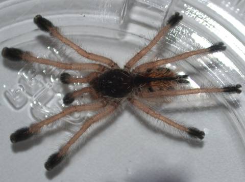 Amazonian Pink Toe Spiderlings