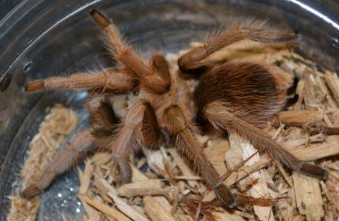Arizona Blonde Tarantulas w/missing leg