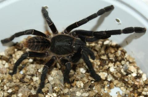 Asian Black Bird Eating Tarantulas
