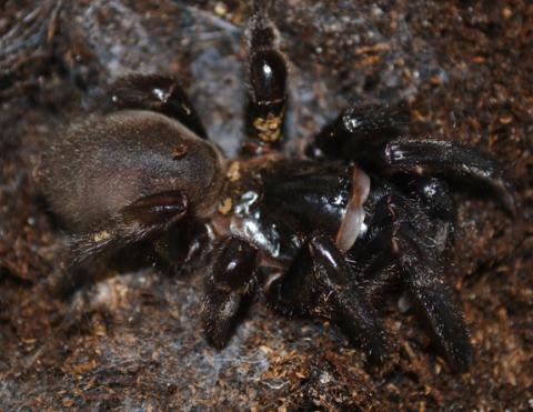 Black Trap Door Spiders