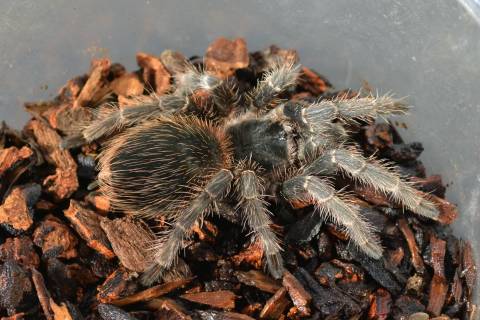 Bahia Scarlet Bird Eating Tarantulas