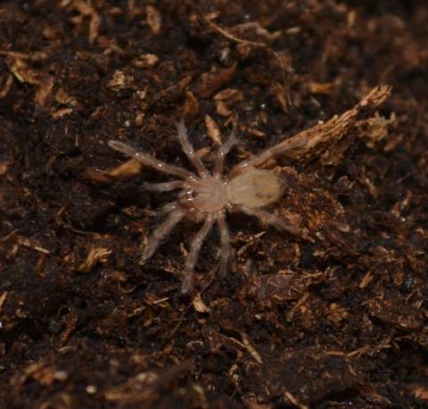 Arizona Blonde Spiderlings