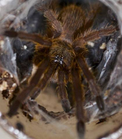 Burmese Mustard Tarantulas Small