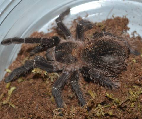 Brazilian Fire Red Bird Eating Tarantulas