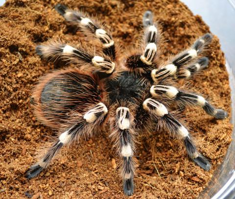 Brazilian Giant White Knee Tarantulas Adults