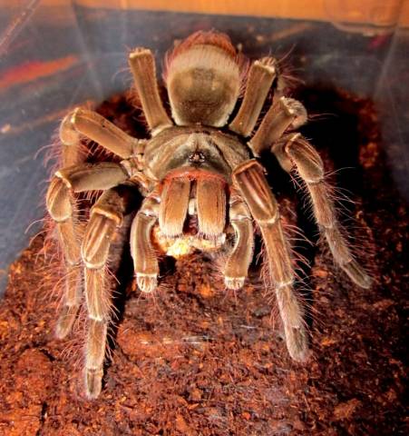 Burgundy Goliath Bird Eating Tarantulas Medium