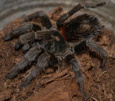 Chilean Beautiful Tarantulas