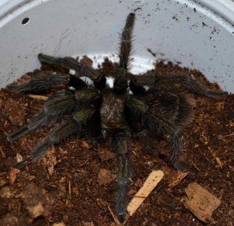 Chilean Blue Femur Tarantulas