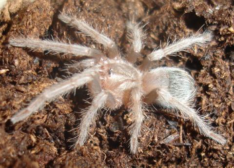 Brazilian Salmon Pink Bird Eater Spiderlings