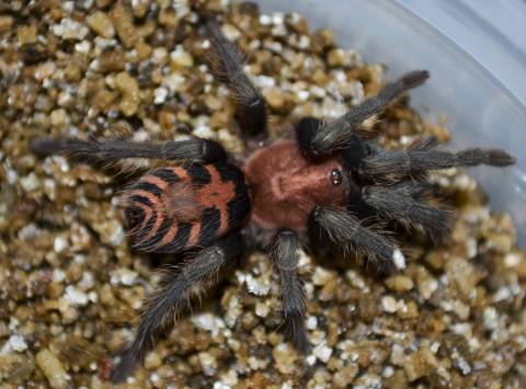 Costa Rican Tiger Rump Tarantulas Medium