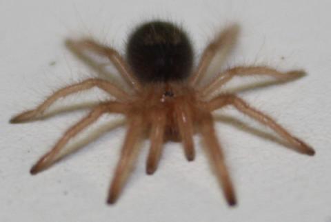 Chaco Golden Knee Spiderlings