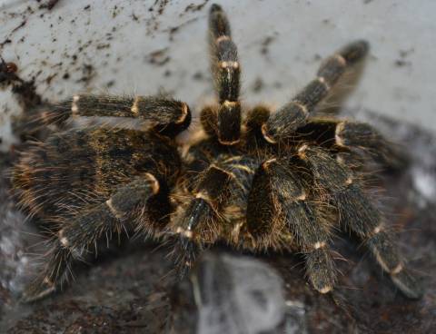 Kilimanjaro Mustard Baboon Tarantulas Small