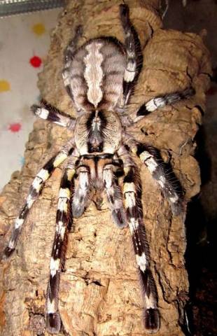 Indian Ornamental Tarantulas Small
