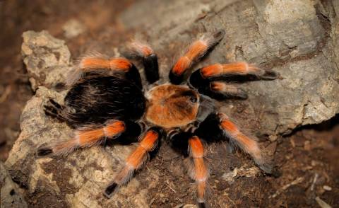 Mexican Fire Leg Tarantulas Medium