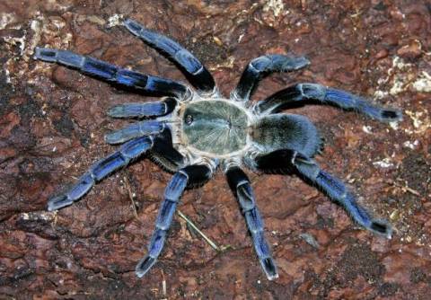 Cobalt Blue Spiderlings