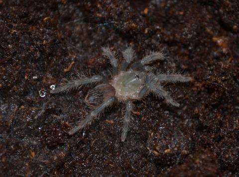 Honduran Curly Hair Spiderlings