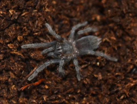 Costa Rican Stripe Knee Spiderlings