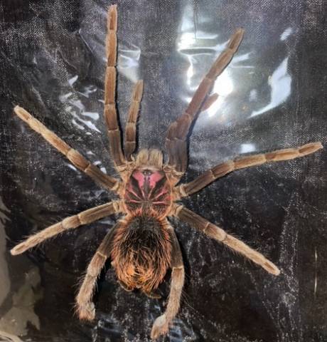Colombian Lesser Black White Tarantula PAIR