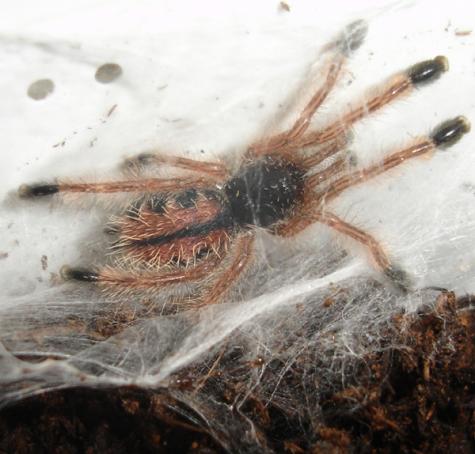 Metallic Pink Toe Spiderlings