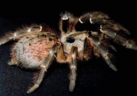 Rear Horned Baboon Tarantulas