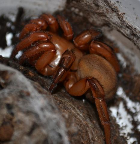 Red Trap Door Spiders