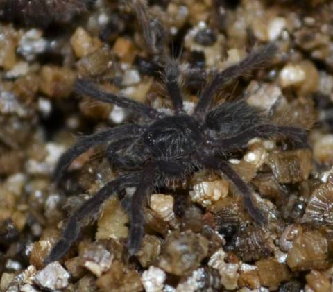 Unicorn Horned Baboon Tarantulas Small
