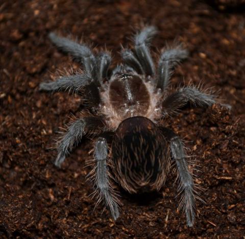 Honduran Curly Hair Tarantulas Medium