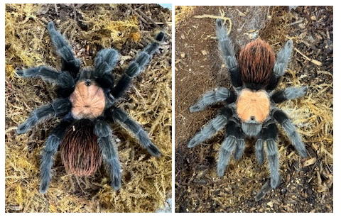 Mexican Golden Red Rump Tarantula Sub Adult PAIR