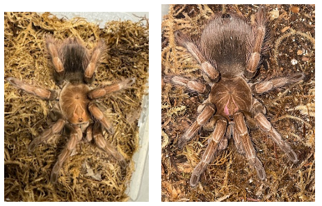 Mascara Giant Bird Eating Tarantulas Sub Adult PAIR