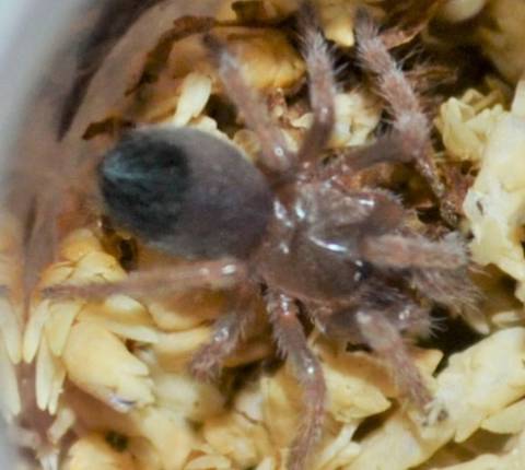 Mexican Blood Leg Tarantulas Small