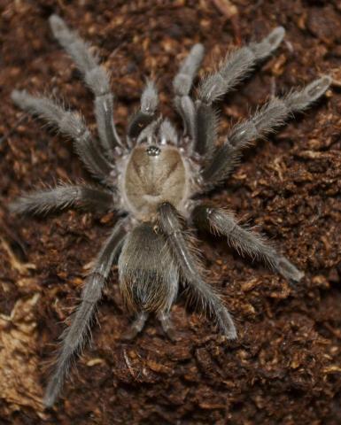 Texas Tan Tarantulas