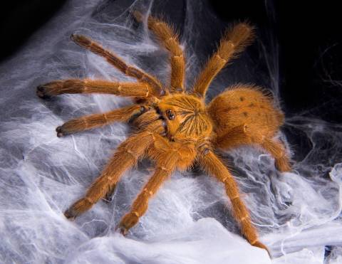 Usambara Orange Baboon Tarantulas Small