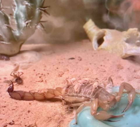 Baby Indian Red Scorpions