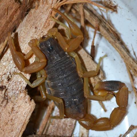 Chinese Golden Scorpions