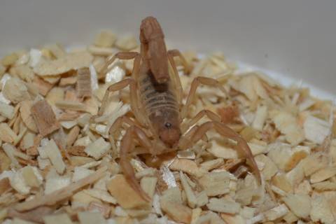 Baby Yellow Devil Scorpions