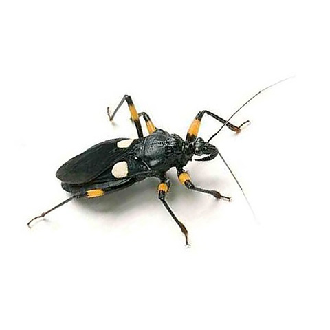 White Spotted Assassin Bugs