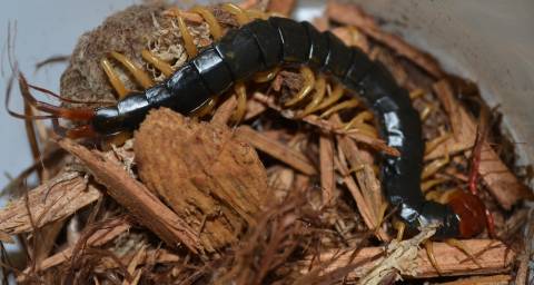 Chinese Red Headed Centipedes