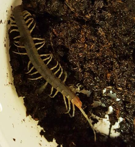 Florida Blue Centipedes