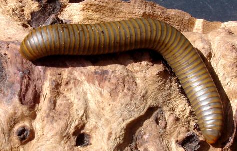 Smokey Ghost Millipedes