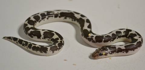 Baby Black & White Kenyan Sand Boas