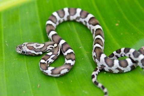 Baby Black Cornsnakes