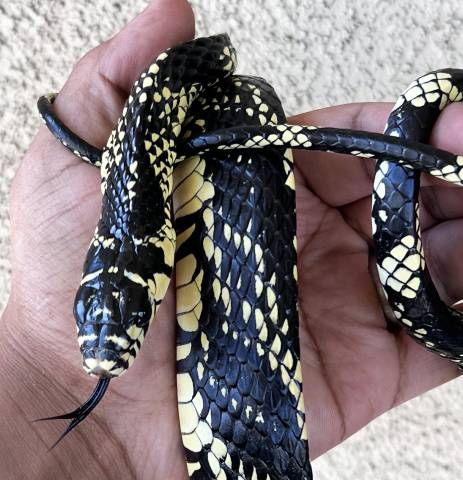 Tiger Ratsnakes
