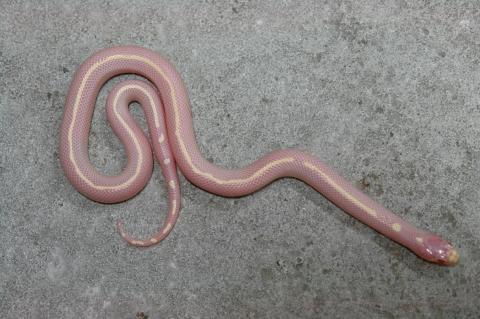 Baby Albino Striped California Kingsnakes