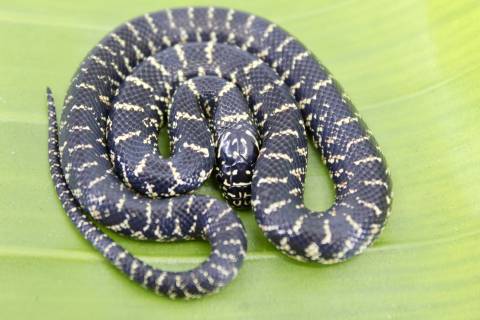 Baby Florida Kingsnakes