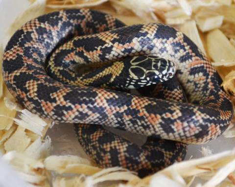 Baby Mosaic Florida Kingsnakes 
