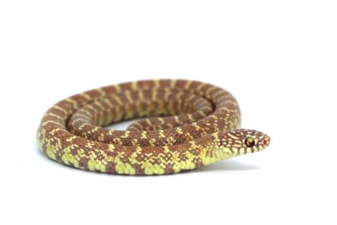 Baby Albino Florida Kingsnakes