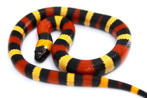 Baby Apricot Pueblan Milksnakes