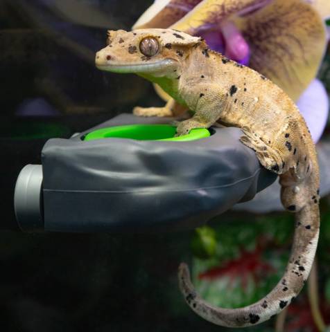 Pangea Eco Gecko Feeder Ledge